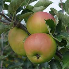 Braeburn apple Malus domestica seeds for garden